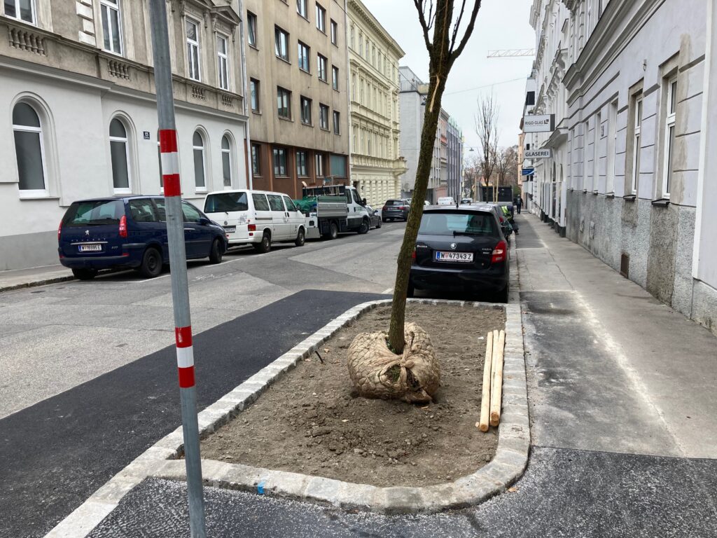 Baum in der Teschnergasse