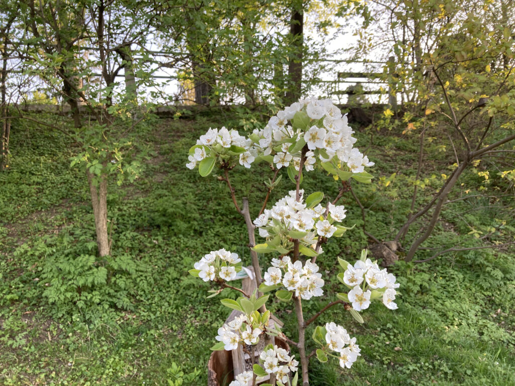 Zusammen wachsen - Gemeinschaftsgarten