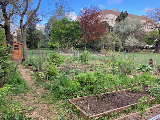 Zaunkönig - Gemeinschaftsgarten