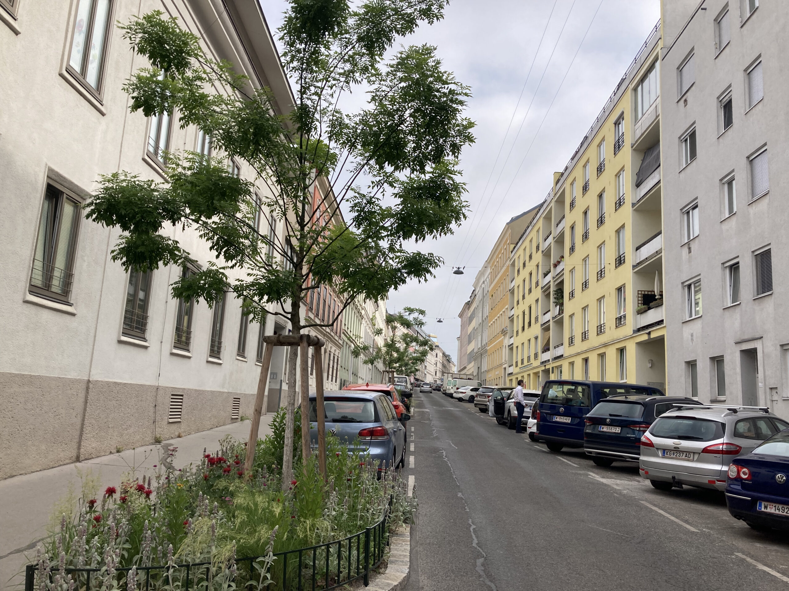 Baum in der Theresiengasse