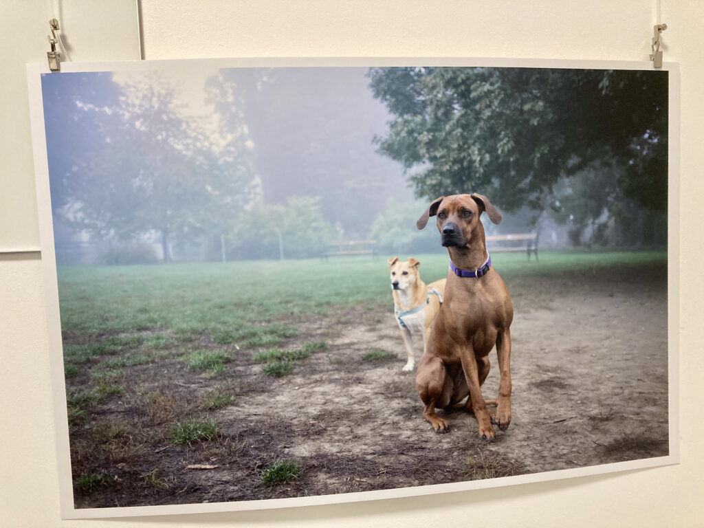 Zwei Hunde in der Hundezone @Ivo Schneider