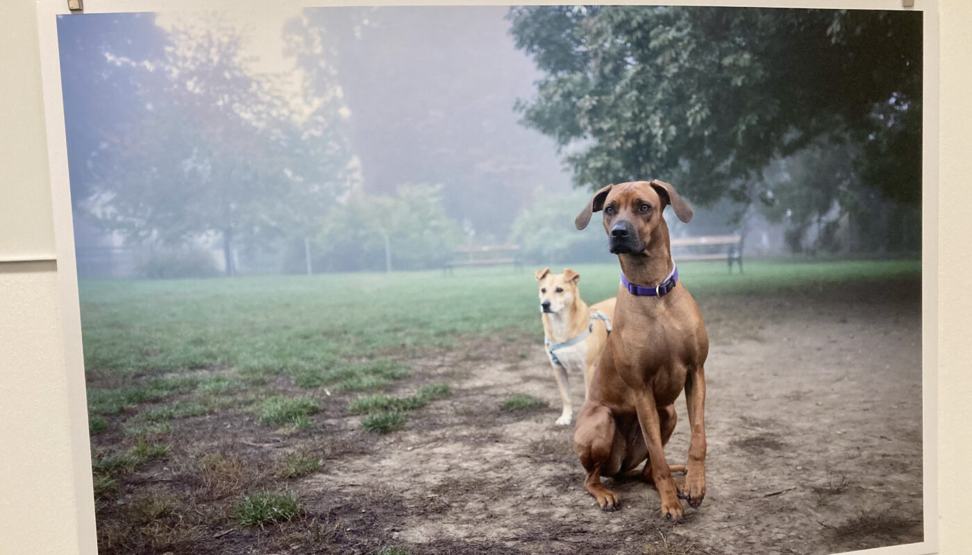 Zwei Hunde in der Hundezone @Ivo Schneider