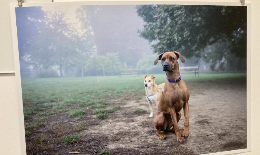 Die Hundezone als magischer Ort