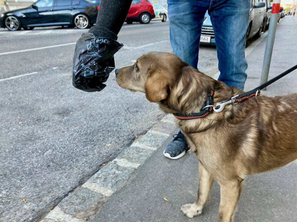 Hund von Roland de Roo