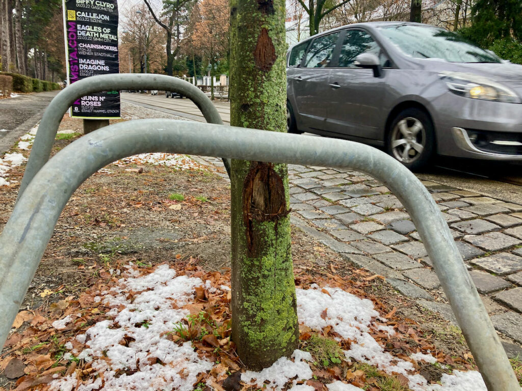 Beschädigter Baum Pötzleinsdorfer Allee