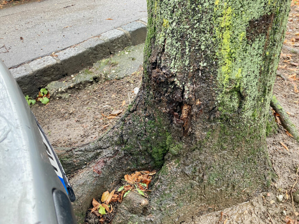 Beschädigter Baum Pötzleinsdorfer Allee