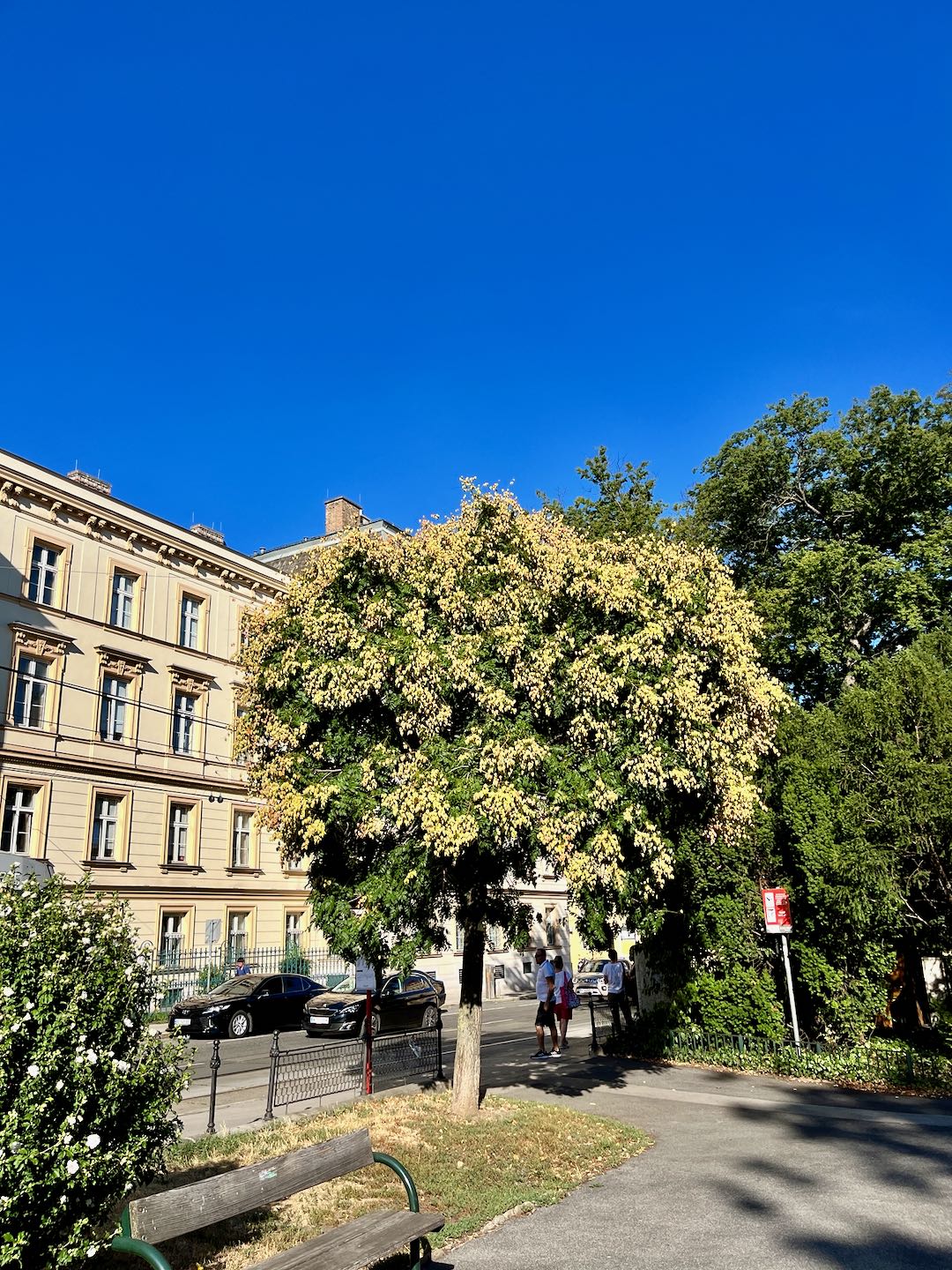 Aumannplatz - Blasenbaum