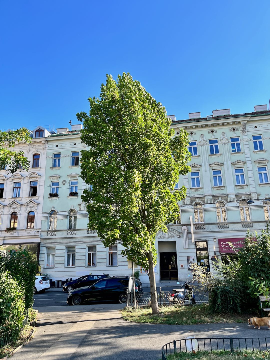 Aumannplatz - Tulpenbaum