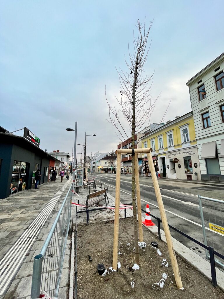 Neuer Baum Gersthofer Platzl