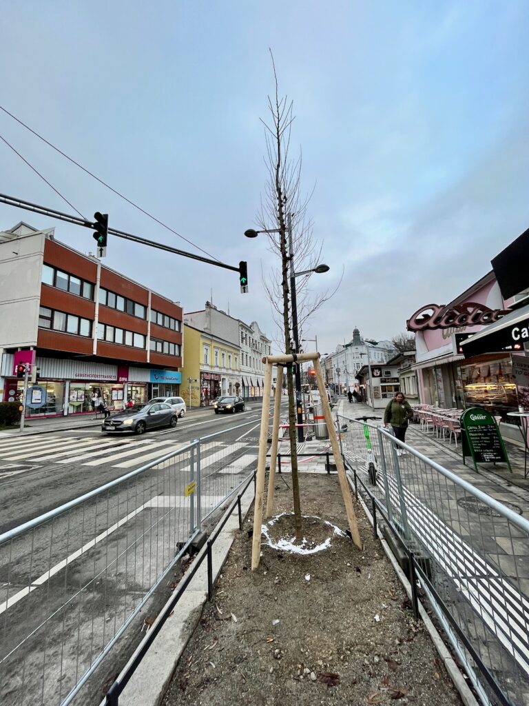 Neuer Baum Gersthofer Platzl