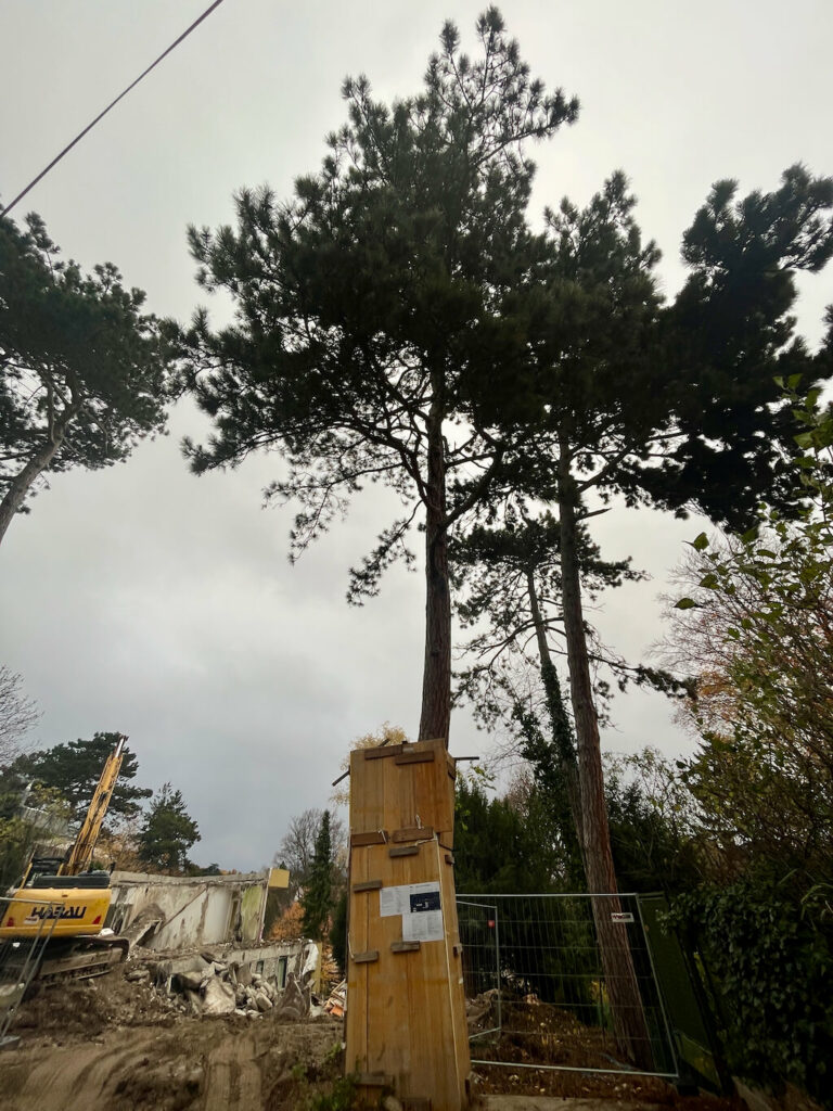 Franz-Barwig-Weg Baum