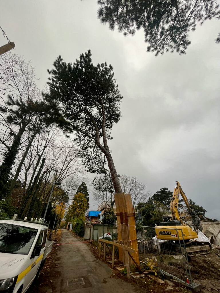 Franz-Barwig-Weg Baum