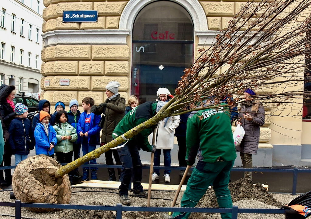 Baumpflanzung Schulgasse 2