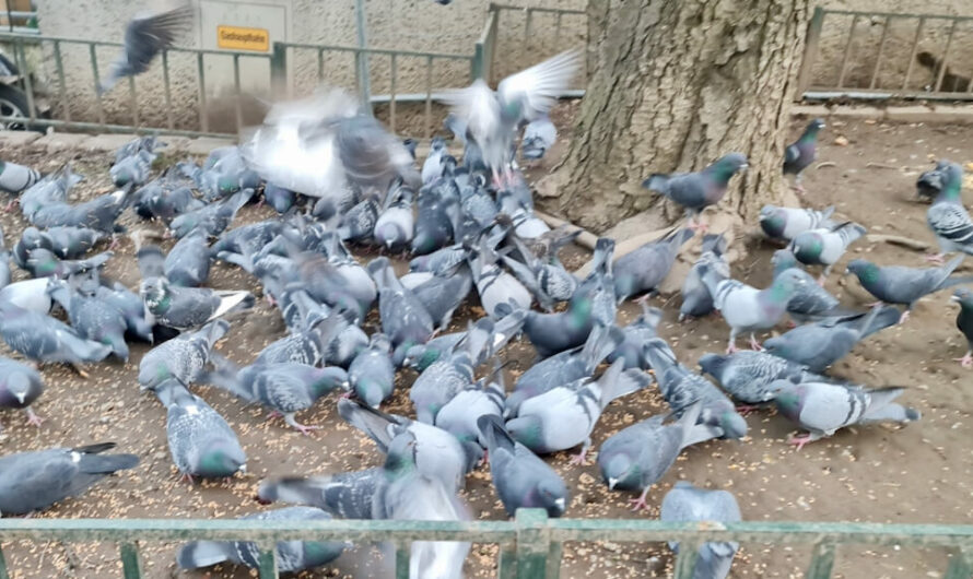 Streit um Taubenkot und Taubenfütterung in Währing