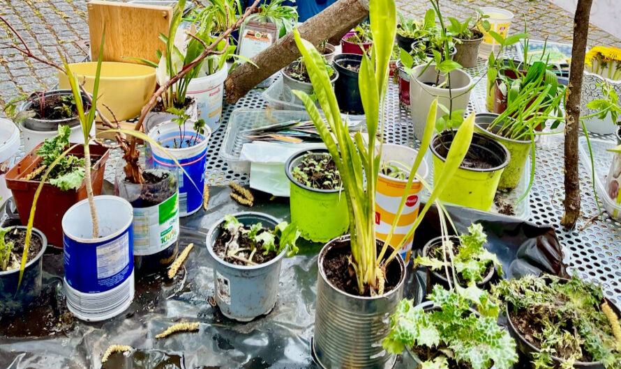 Pflanzentausch in Pötzleinsdorf