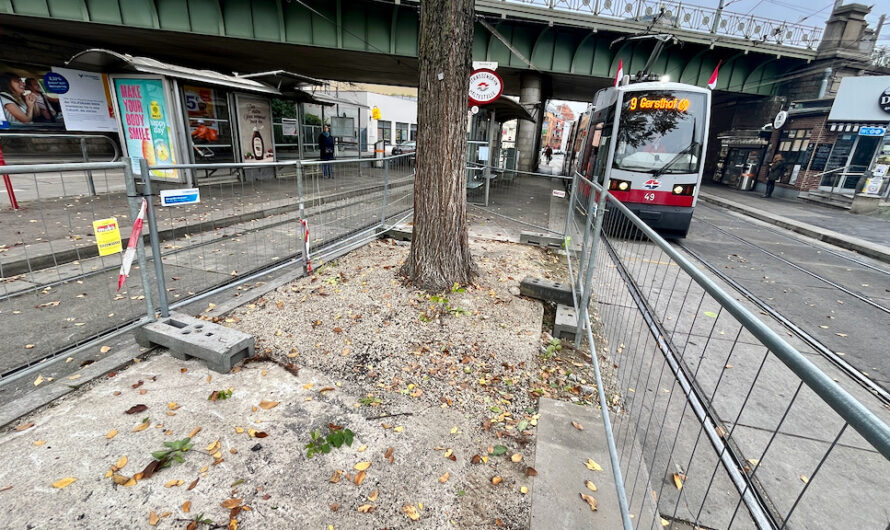 Bezirk kämpft um „Wunderulme“ in Gersthof