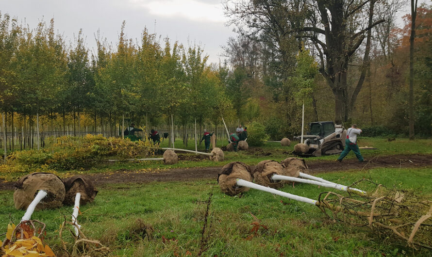 Pflanzsaison für Währinger Bäume beginnt