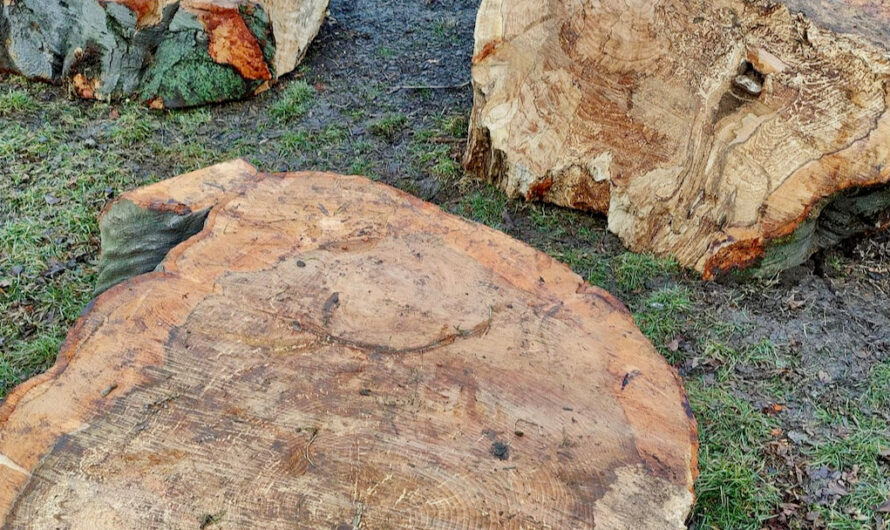Trauriger Abschied: Uralte Blutbuche im Türkenschanzpark musste gefällt werden