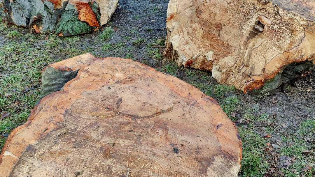 Blutbuche Türkenschanzpark